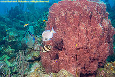 barrel sponge and fish